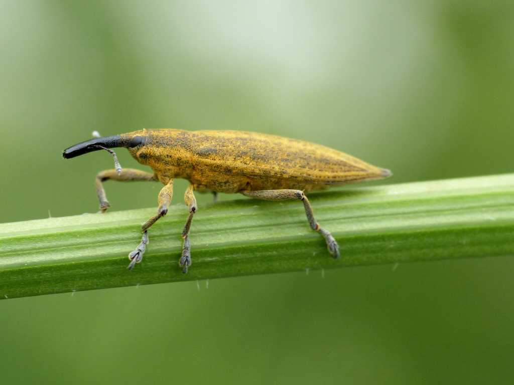 Lixus iridis
